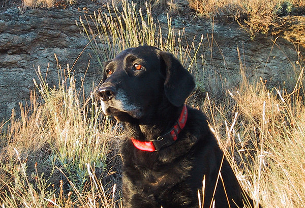 med_Joey.jpg (600 x 409)